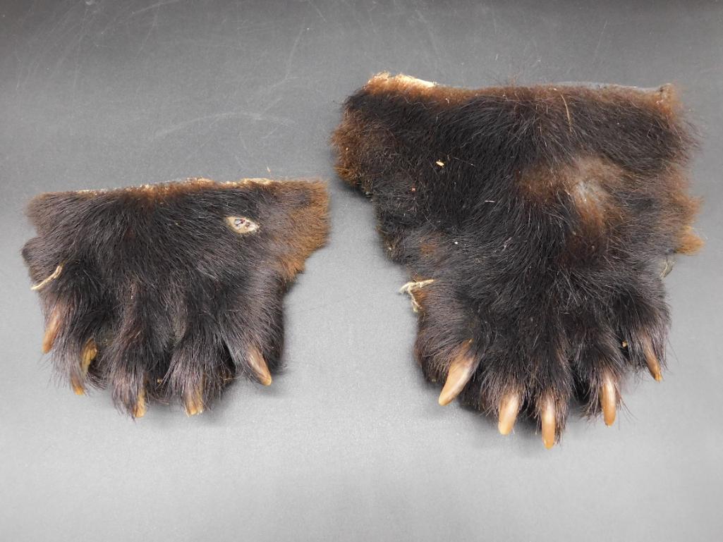 BEAR PAWS TAXIDERMY (1 of 3)