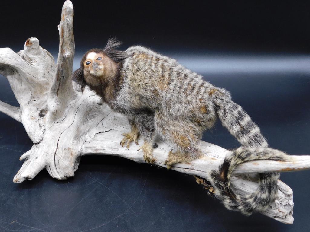 MARMOSET MOUNT ON WOOD TAXIDERMY (1 of 6)