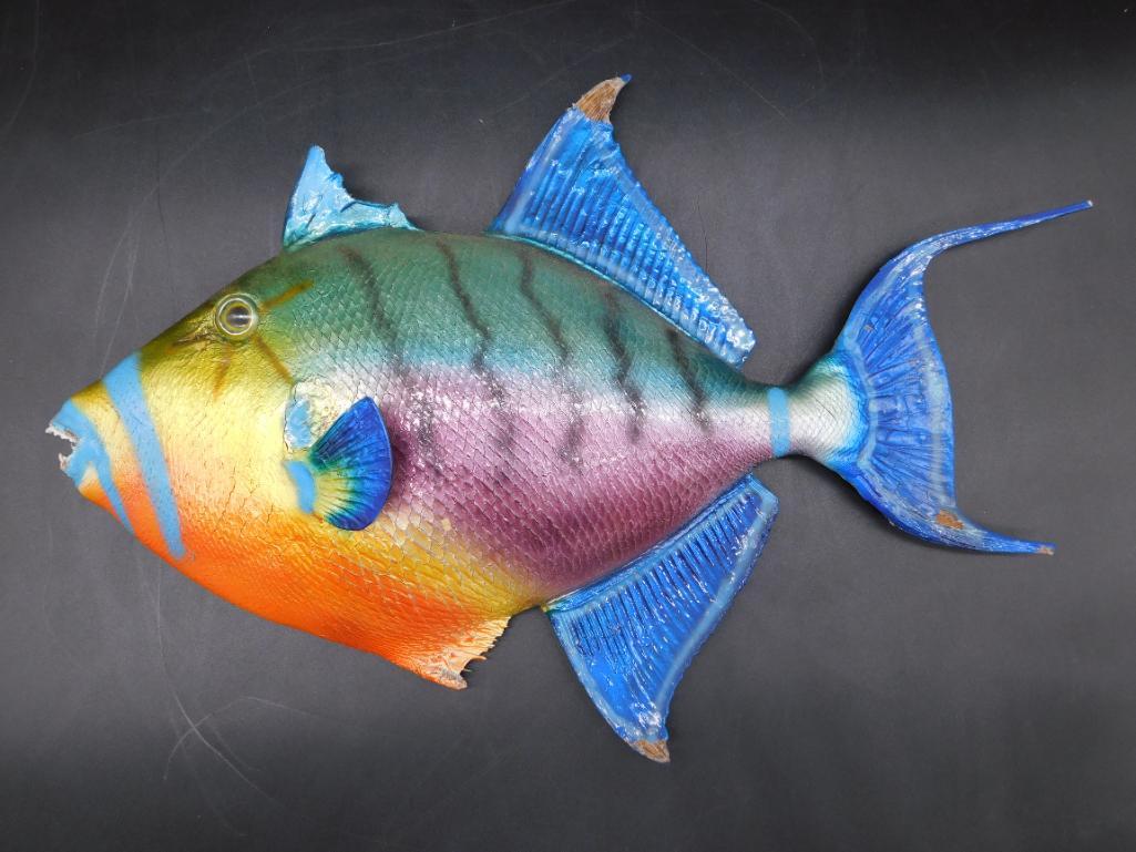 QUEEN TRIGGERFISH MOUNT TAXIDERMY (1 of 6)