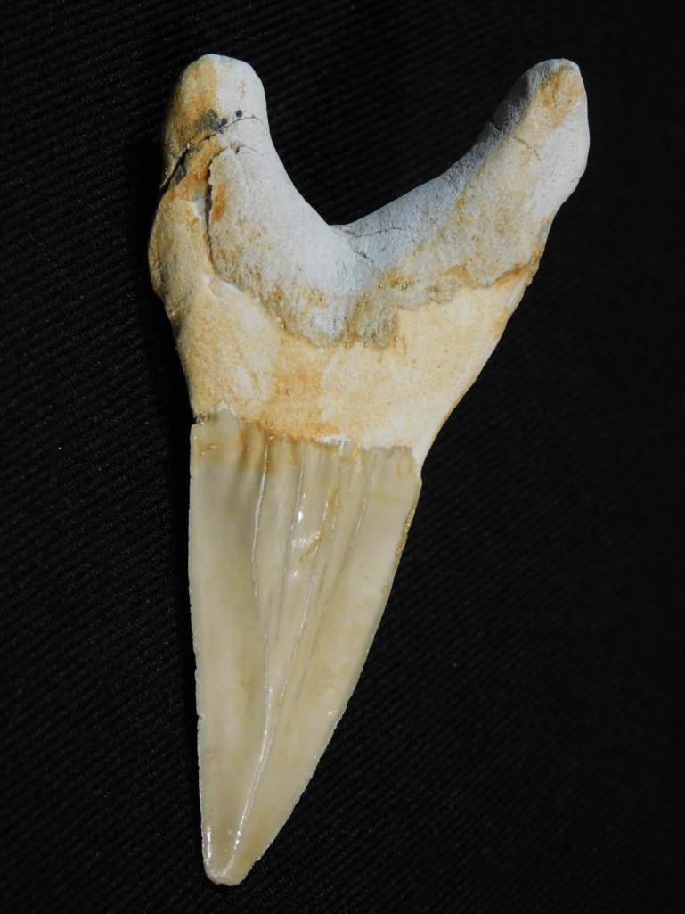 SHARK TOOTH: SHARK TOOTH *** ORTHOCERAS FOSSIL TRAY