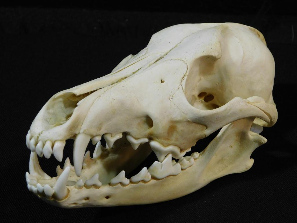 COYOTE SKULL TAXIDERMY: COYOTE SKULL TAXIDERMY *** HORN TAXIDERMY