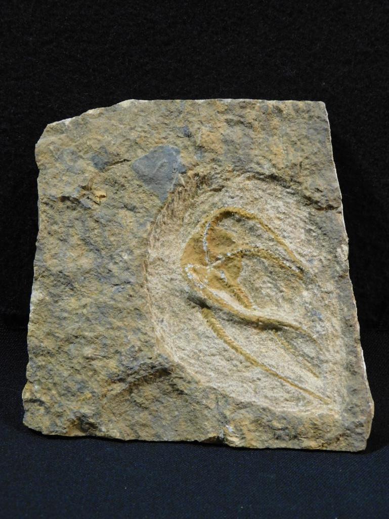 RARE FOSSIL: RARE FOSSIL *** CARVED BONE FEATHER PENDANT WITH GENUINE STONE