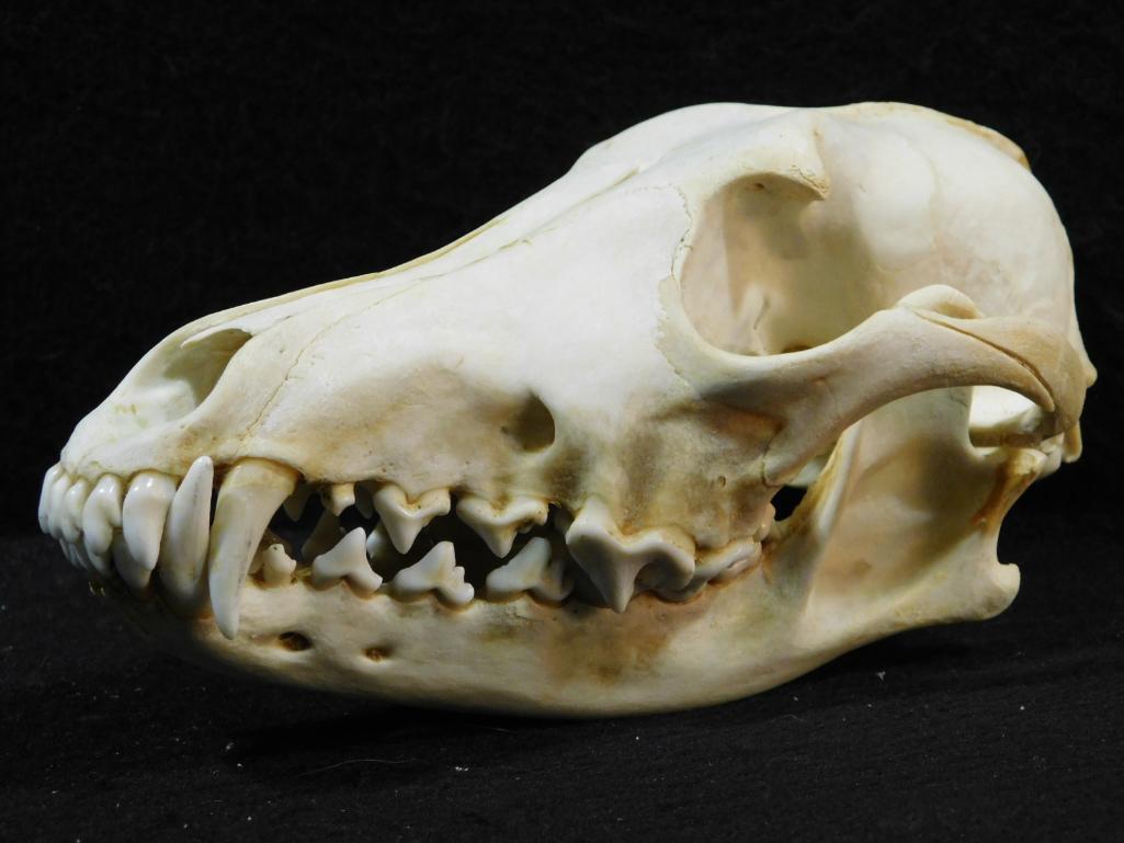 COYOTE SKULL TAXIDERMY: COYOTE SKULL TAXIDERMY *** POWDER HORN TAXIDERMY