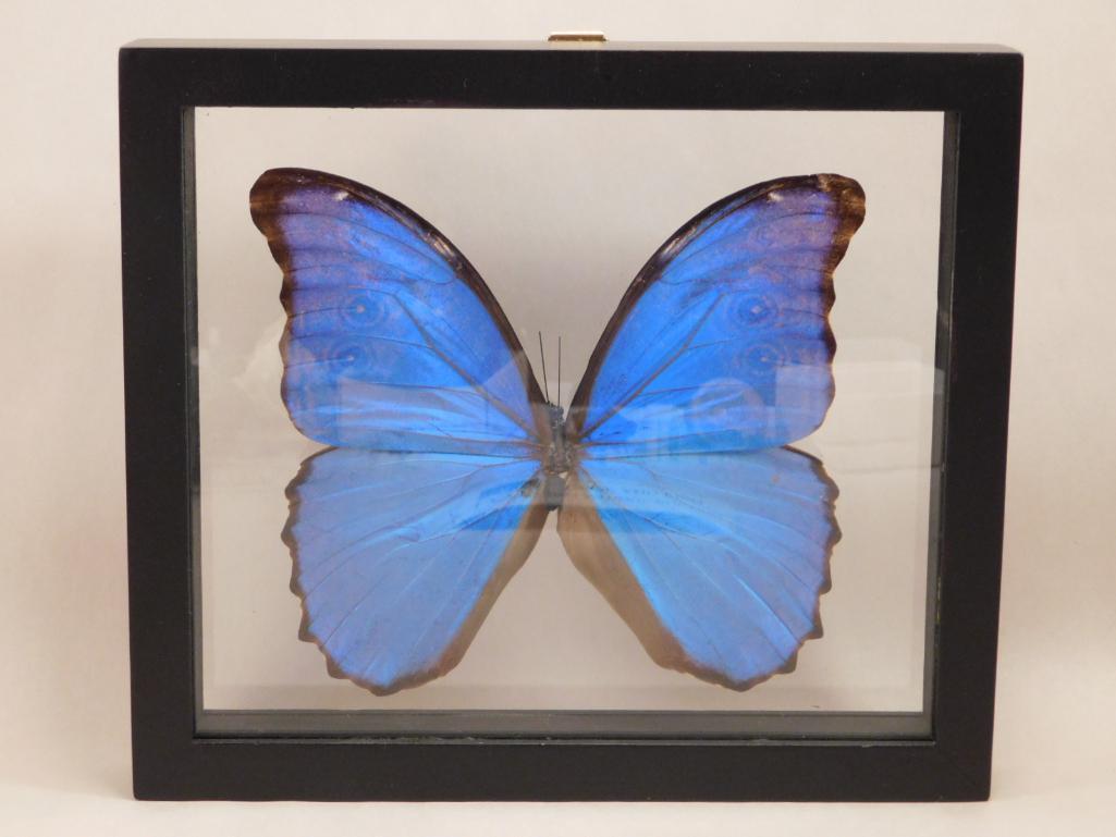 BLUE MORPHO BUTTERFLY TAXIDERMY IN DISPLAY CASE (1 of 4)