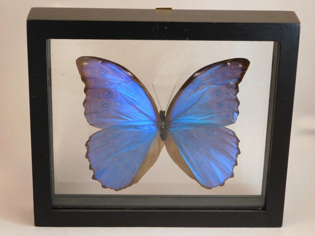 BLUE MORPHO BUTTERFLY TAXIDERMY IN DISPLAY CASE (1 of 3)