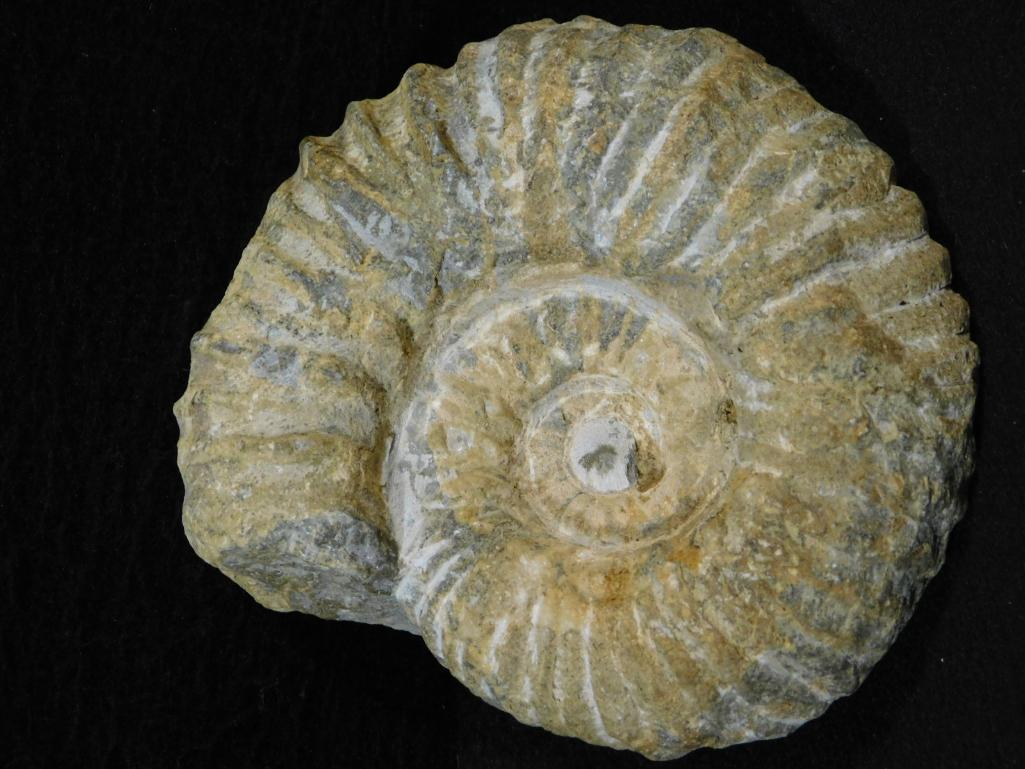 MOROCCO FOSSIL ROCK STONE LAPIDARY SPECIMEN: Thank you for attending HATMAN AUCTIONS! Please see photos for measurements and descriptions. If you purchase lots of heavy items, we can hold them for you until you can pick them up BY APPOINTMENT ON