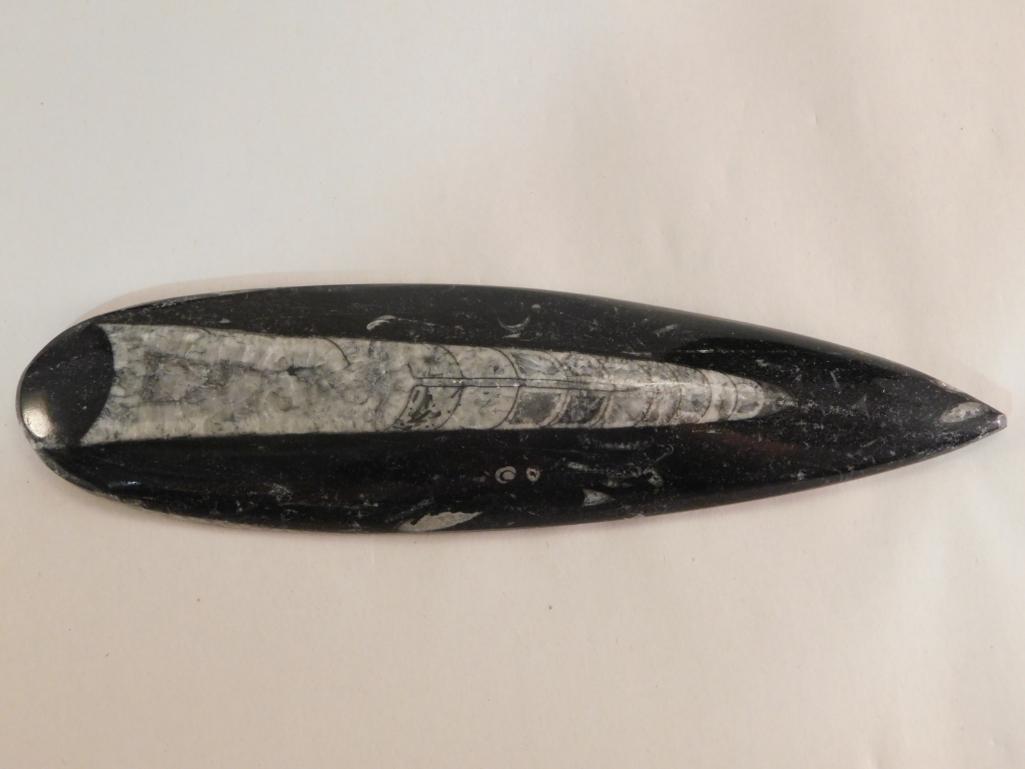 ORTHOCERAS FOSSILIZED ROCK STONE LAPIDARY SPECIMEN (1 of 2)