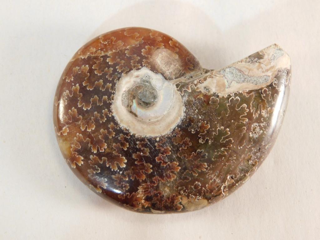 MAPLE LEAF PATTERN AMMONITE ROCK STONE LAPIDARY (1 of 3)