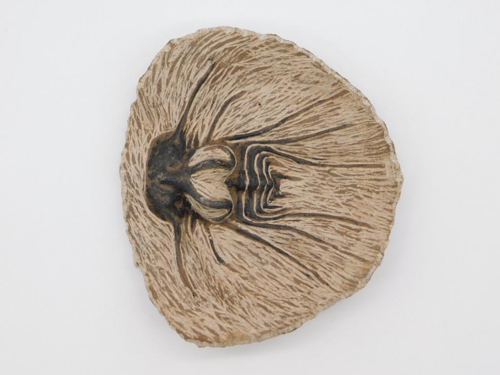 DICRANURUS HAMATUS ELEGANTUS TRILOBITE FOSSIL: DICRANURUS HAMATUS ELEGANTUS TRILOBITE FOSSIL *** Thank you for attending HATMAN AUCTIONS! Yes, we ship all items that are not oversized. Please see photos for measurements and description. SPECIAL NO