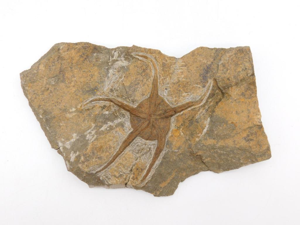 BRITTLE STAR FOSSIL ROCK STONE LAPIDARY SPECIMEN: Thank you for attending HATMAN AUCTIONS! Yes, we ship all items that are not oversized. Please see photos for measurements and description. SPECIAL NOTICE: Many items are PICK UP ONLY by APPOINTMENT O