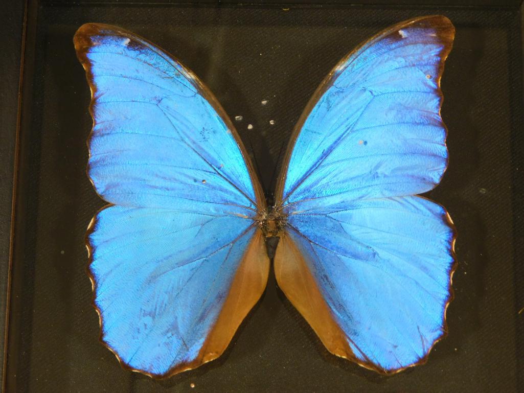 BLUE MORPHO BUTTERFLY DISPLAY ROCK STONE LAPIDARY (1 of 3)