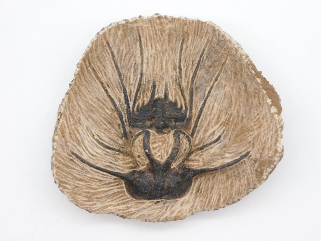 DICRANURUS HAMATUS ELEGANTUS TRILOBITE FOSSIL: Thank you for attending HATMAN AUCTIONS! Yes, we ship all items that are not oversized. Please see photos for measurements and description. SPECIAL NOTICE: Many items are PICK UP ONLY by APPOINTMENT O