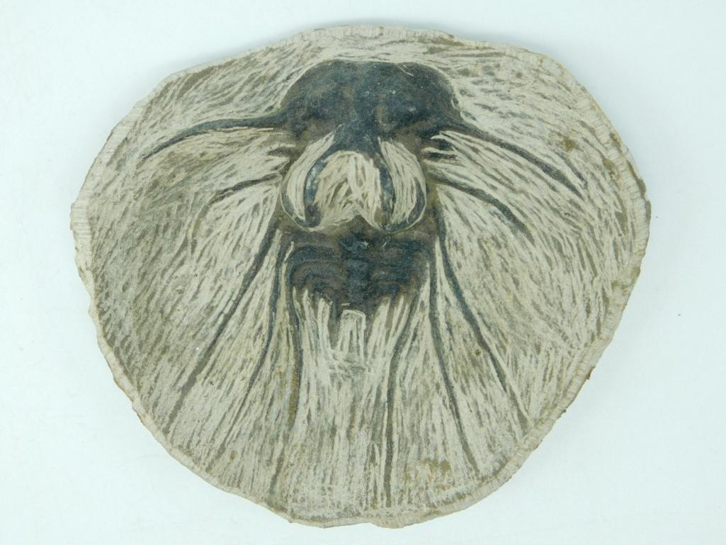 DICRANURUS HAMATUS ELEGANTUS TRILOBITE FOSSIL: Thank you for attending HATMAN AUCTIONS! Yes, we ship all items that are not oversized. Please see photos for measurements and description. SPECIAL NOTICE: Many items are PICK UP ONLY by APPOINTMENT O