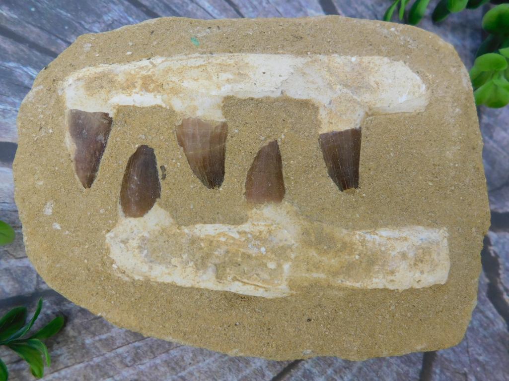 MOSASAUR FOSSIL ROCK STONE LAPIDARY SPECIMEN: MOSASAUR FOSSIL ROCK STONE LAPIDARY SPECIMEN