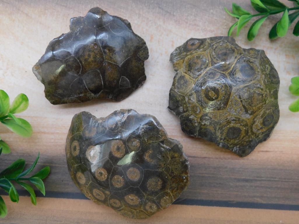 PETOSKEY FOSSILIZED CORAL ROCK STONE LAPIDARY SPECIMEN (1 of 4)