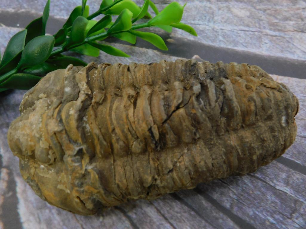 TRILOBITE FOSSIL ROCK STONE LAPIDARY SPECIMEN: TRILOBITE FOSSIL ROCK STONE LAPIDARY SPECIMEN