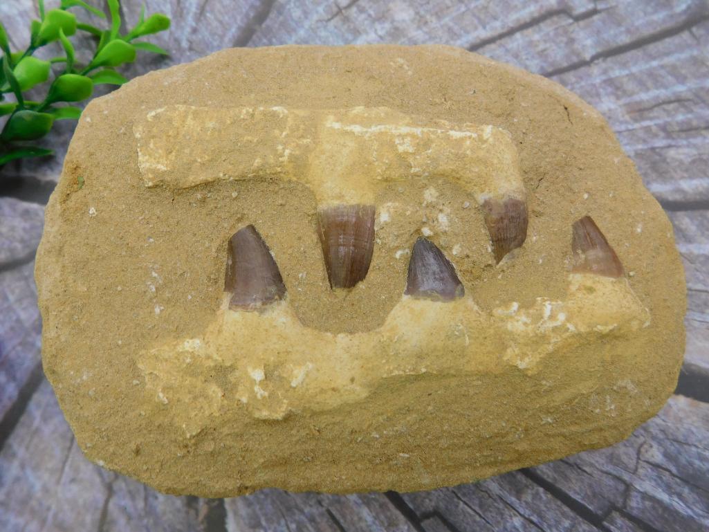 MOSASAUR FOSSIL ROCK STONE LAPIDARY SPECIMEN (1 of 4)