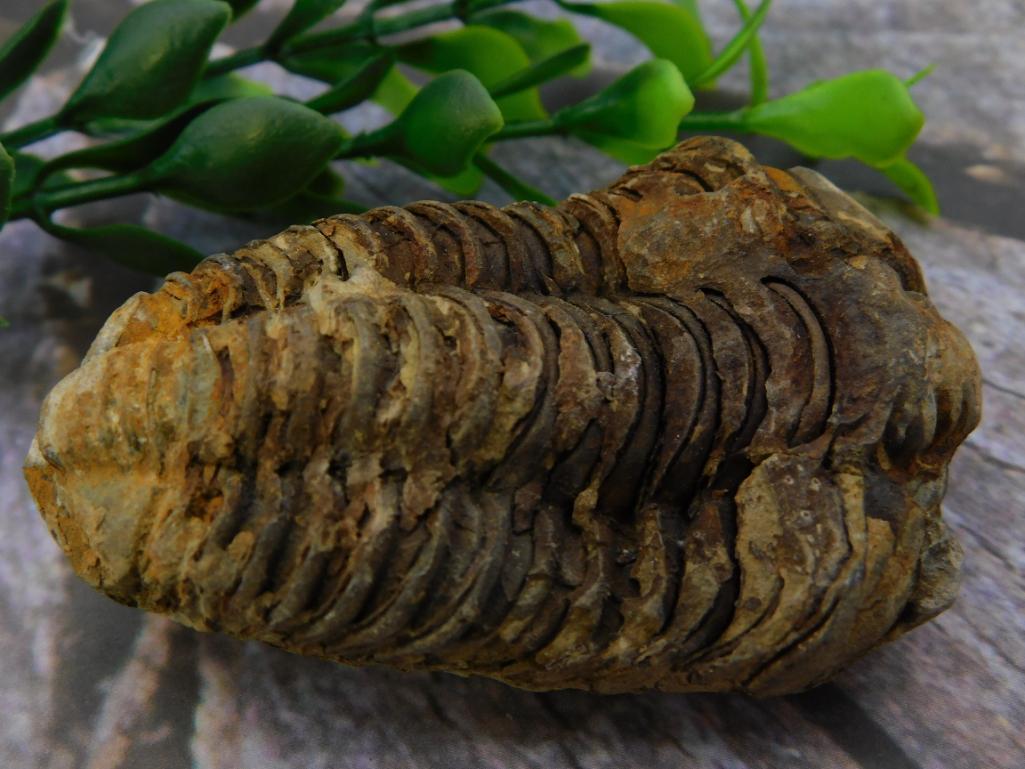 TRILOBITE FOSSIL ROCK STONE LAPIDARY SPECIMEN: TRILOBITE FOSSIL ROCK STONE LAPIDARY SPECIMEN