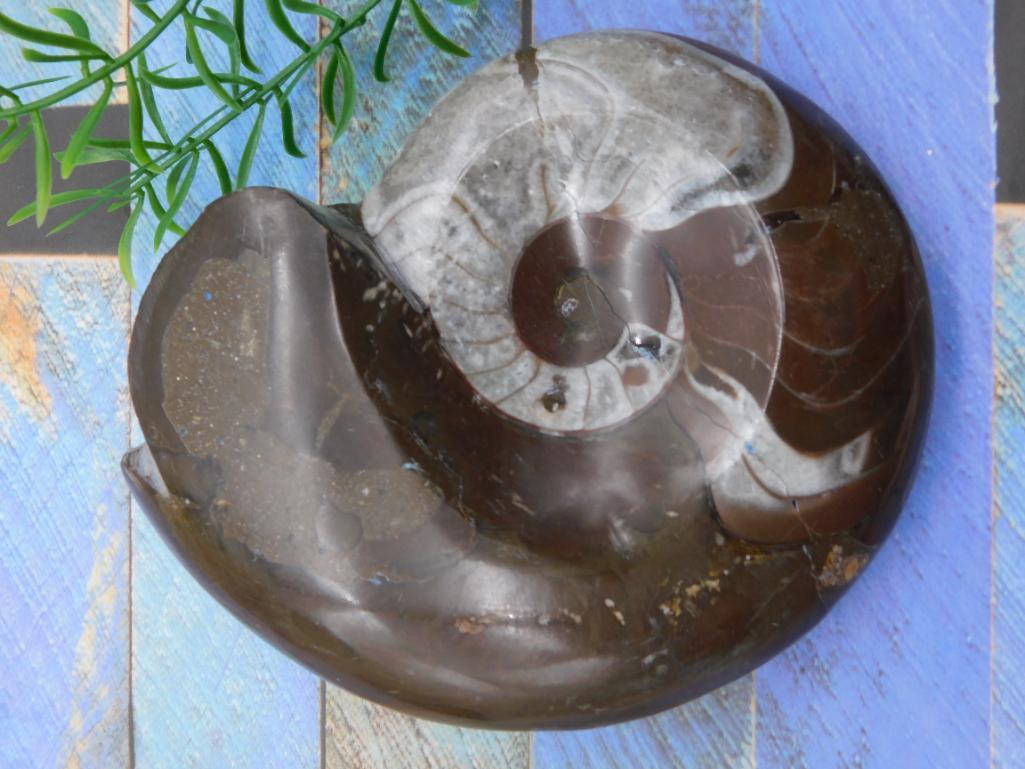 AMMONITE FOSSIL ROCK STONE LAPIDARY SPECIMEN (1 of 2)