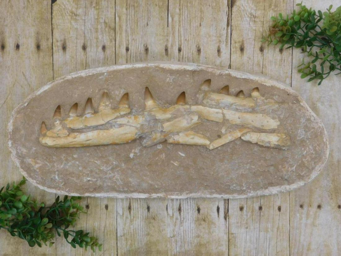19 POUND MOSASAUR FOSSIL ROCK STONE LAPIDARY SPECIMEN (1 of 5)