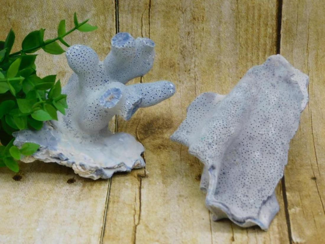 RARE BLUE CORAL ROCK STONE LAPIDARY SPECIMEN (1 of 4)