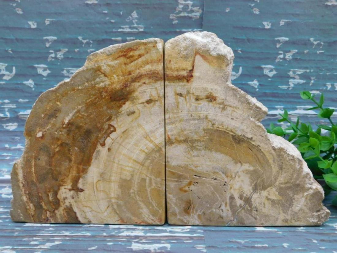 5 POUND PETRIFIED WOOD BOOK ENDS ROCK STONE LAPIDARY SPECIMEN (1 of 2)