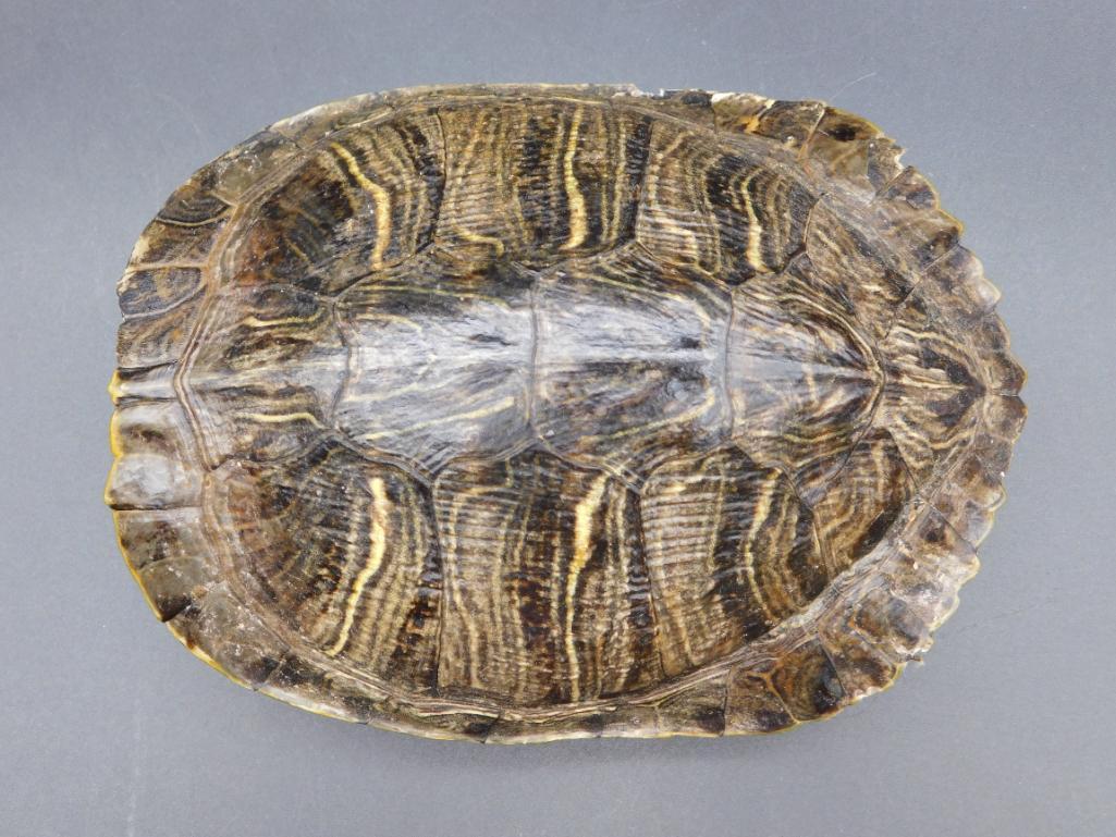 TURTLE SHELL TAXIDERMY (1 of 3)