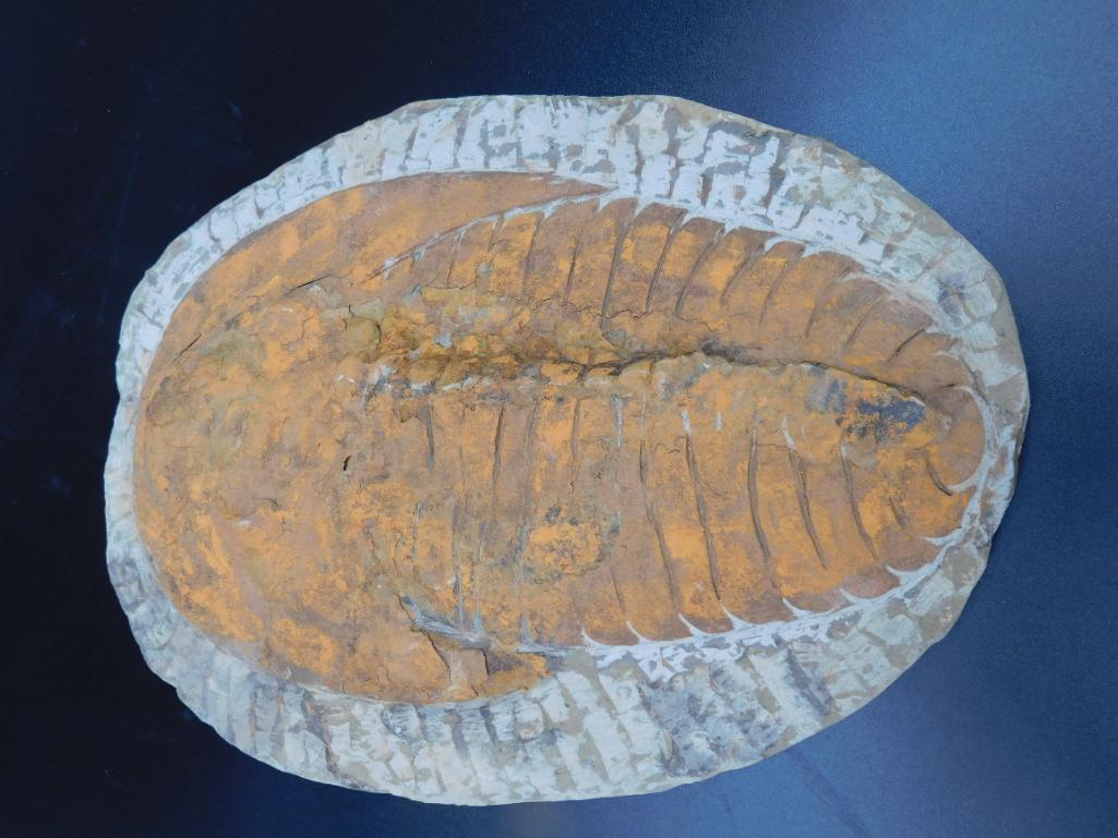 CAMBROPALLAS TRILOBITE FOSSIL VINTAGE ANTIQUE: CAMBROPALLAS TRILOBITE FOSSIL VINTAGE ANTIQUE