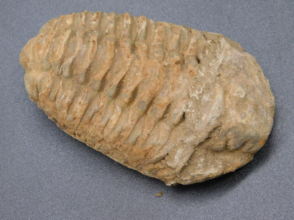 TRILOBITE FOSSIL ROCK STONE LAPIDARY SPECIMEN: TRILOBITE FOSSIL ROCK STONE LAPIDARY SPECIMEN