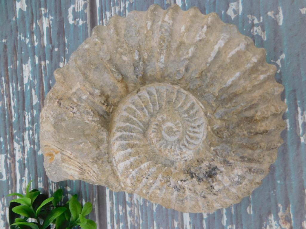 MOROCCAN FOSSIL: MOROCCAN FOSSIL