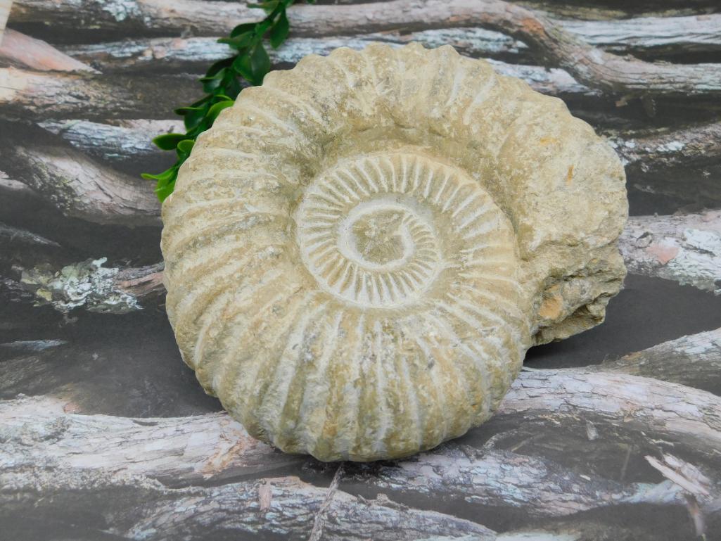 MOROCCAN FOSSIL (1 of 2)