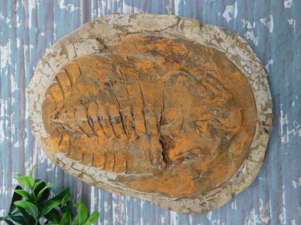 GIANT TRILOBITE FOSSIL ROCK STONE LAPIDARY SPECIMEN: GIANT TRILOBITE FOSSIL ROCK STONE LAPIDARY SPECIMEN