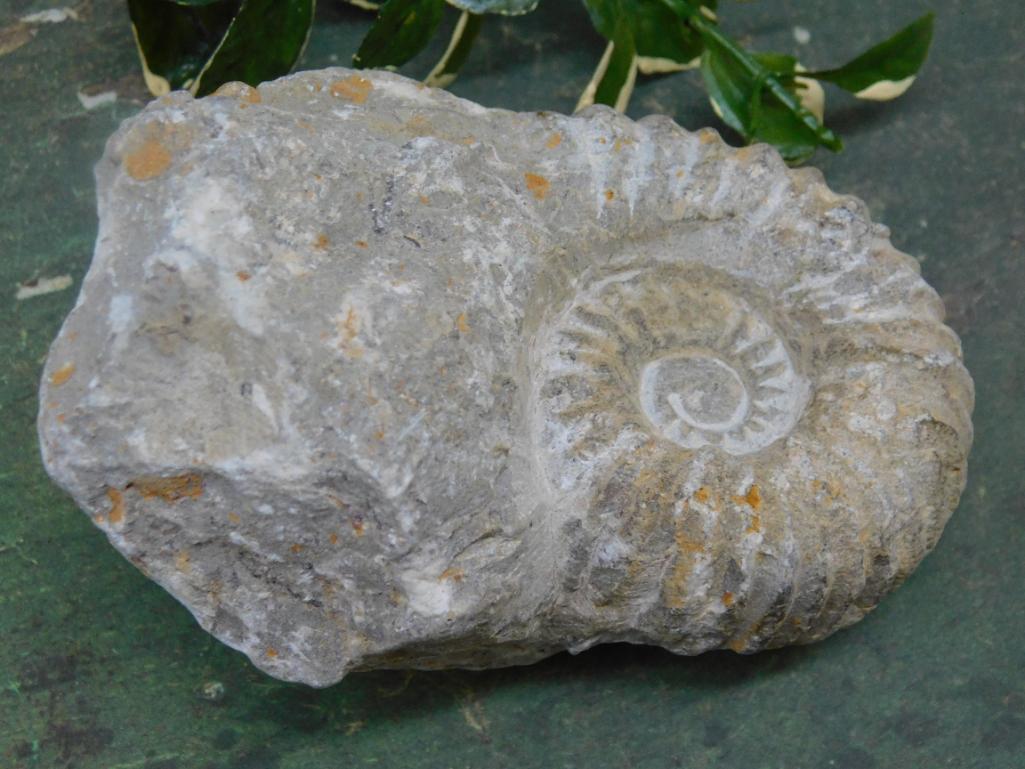 MOROCCAN FOSSIL: MOROCCAN FOSSIL