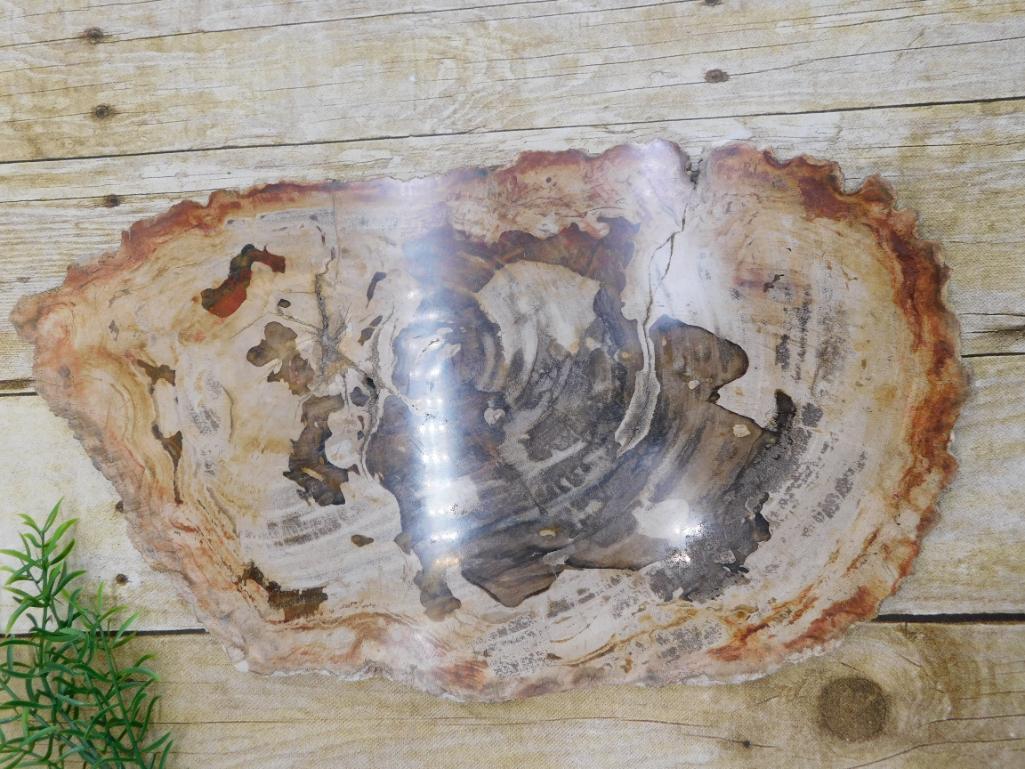 PETRIFIED WOOD SLAB ROCK STONE LAPIDARY SPECIMEN (1 of 3)