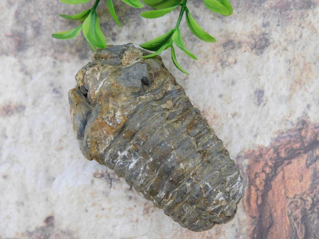 TRILOBITE FOSSIL ROCK STONE LAPIDARY SPECIMEN: TRILOBITE FOSSIL ROCK STONE LAPIDARY SPECIMEN
