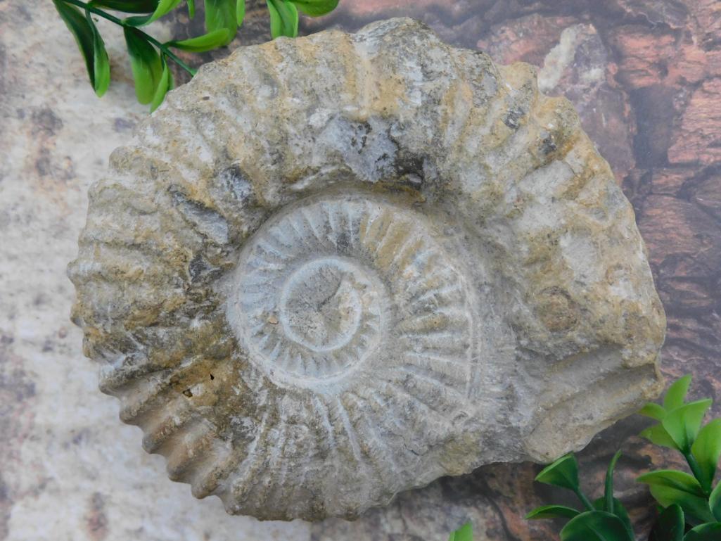 MOROCCAN FOSSIL ROCK STONE LAPIDARY SPECIMEN (1 of 2)