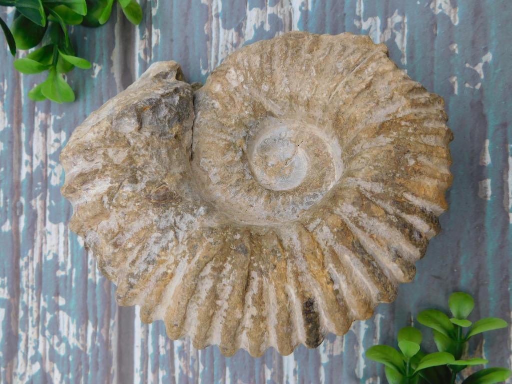 MOROCCAN FOSSIL ROCK STONE LAPIDARY SPECIMEN (1 of 2)