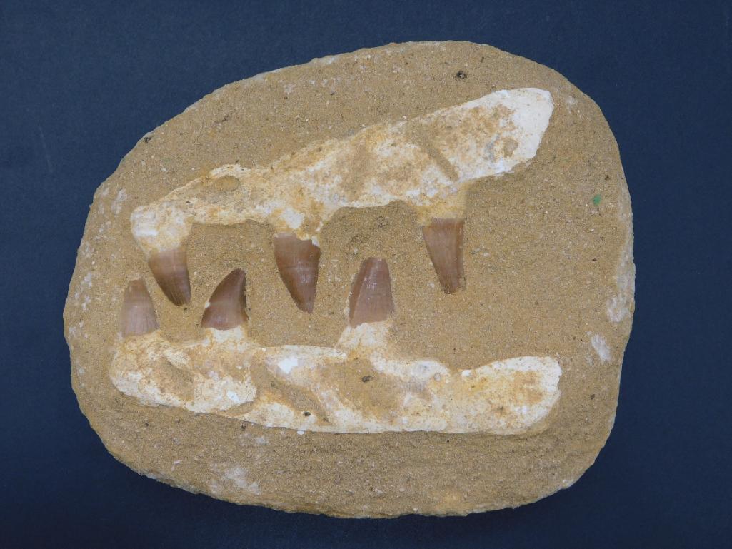 MOSASAUR FOSSIL ROCK STONE LAPIDARY SPECIMEN (1 of 3)