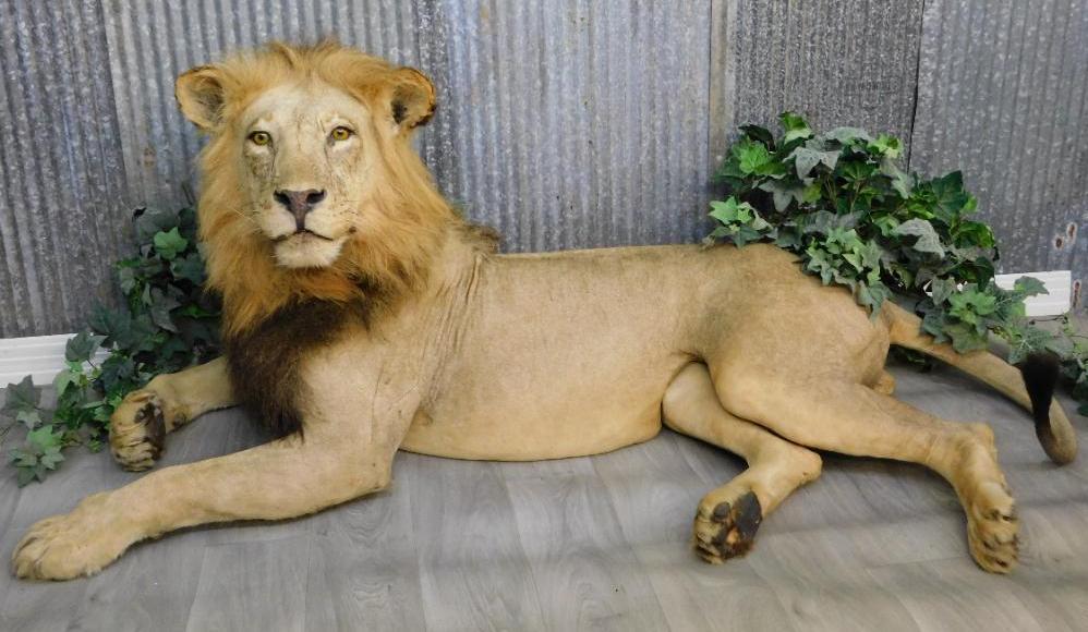 MALE LION TAXIDERMY MOUNT FULL BODY (1 of 14)