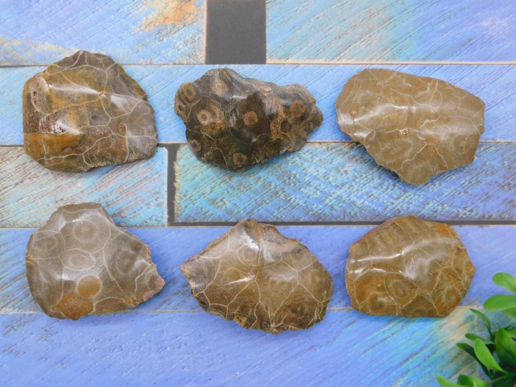 PETOSKEY FOSSILIZED CORAL ROCK STONE LAPIDARY SPECIMEN (1 of 2)