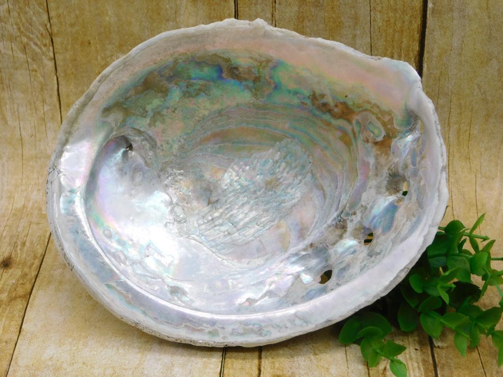 ABALONE SHELL: ABALONE SHELL