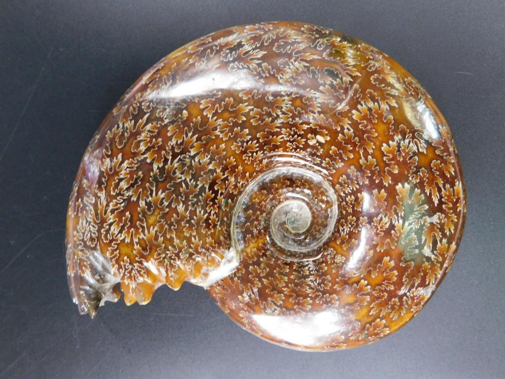 1 POUND MAPLE LEAF PATTERN AMMONITE ROCK STONE LAPIDARY SPECIMEN (1 of 3)
