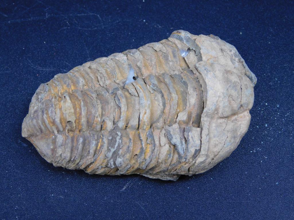 TRILOBITE FOSSIL ROCK STONE LAPIDARY SPECIMEN: TRILOBITE FOSSIL ROCK STONE LAPIDARY SPECIMEN