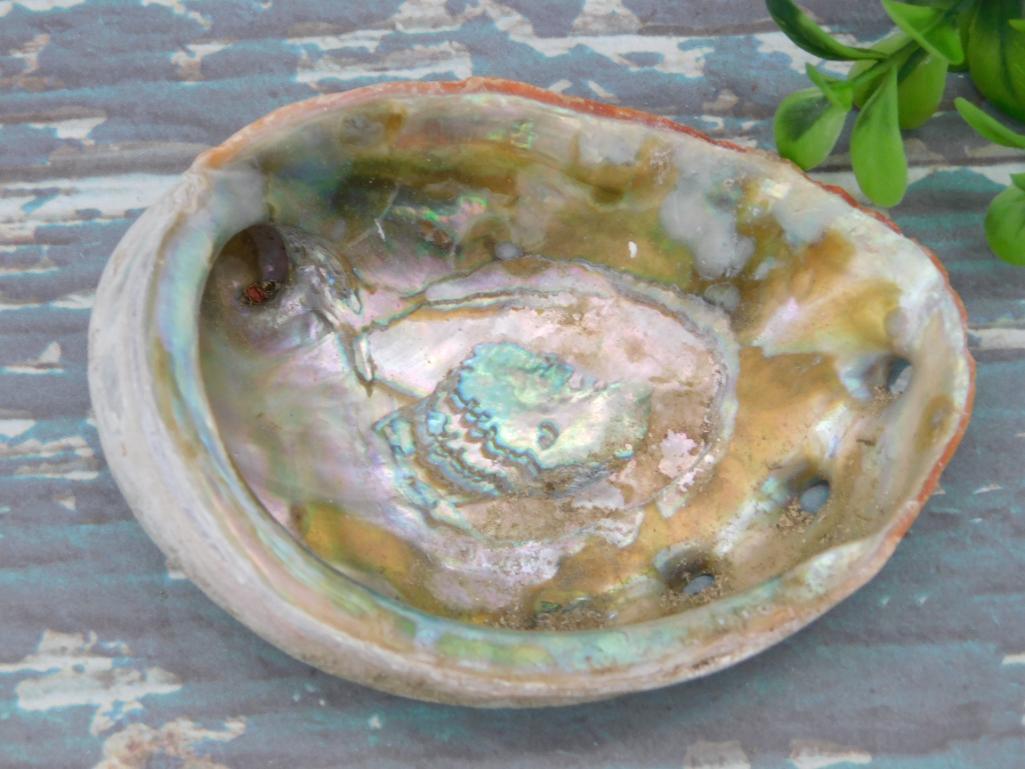 ABALONE SHELL: ABALONE SHELL