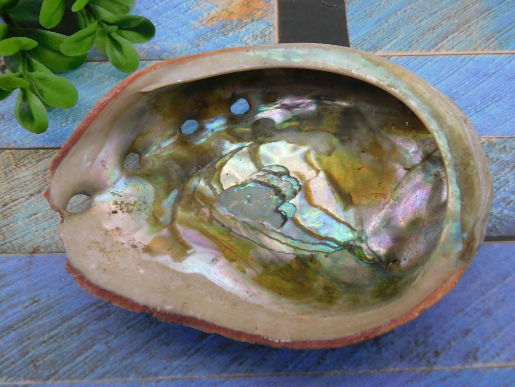 ABALONE SHELL: ABALONE SHELL