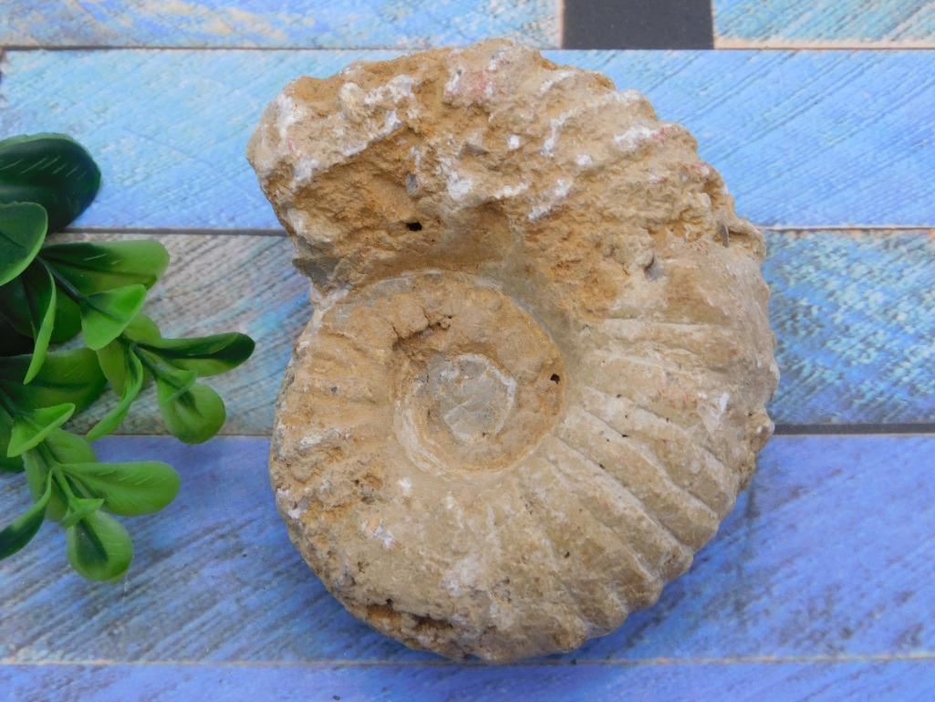 MOROCCAN FOSSIL ROCK STONE LAPIDARY SPECIMEN: MOROCCAN FOSSIL ROCK STONE LAPIDARY SPECIMEN