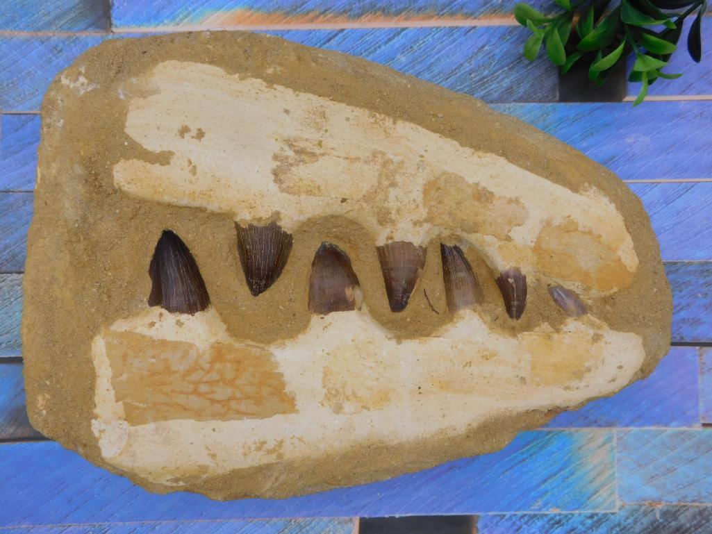 MOSASAUR FOSSIL ROCK STONE LAPIDARY SPECIMEN (1 of 4)