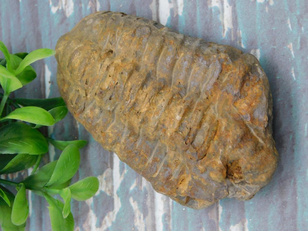 TRILOBITE FOSSIL ROCK STONE LAPIDARY SPECIMEN: TRILOBITE FOSSIL ROCK STONE LAPIDARY SPECIMEN