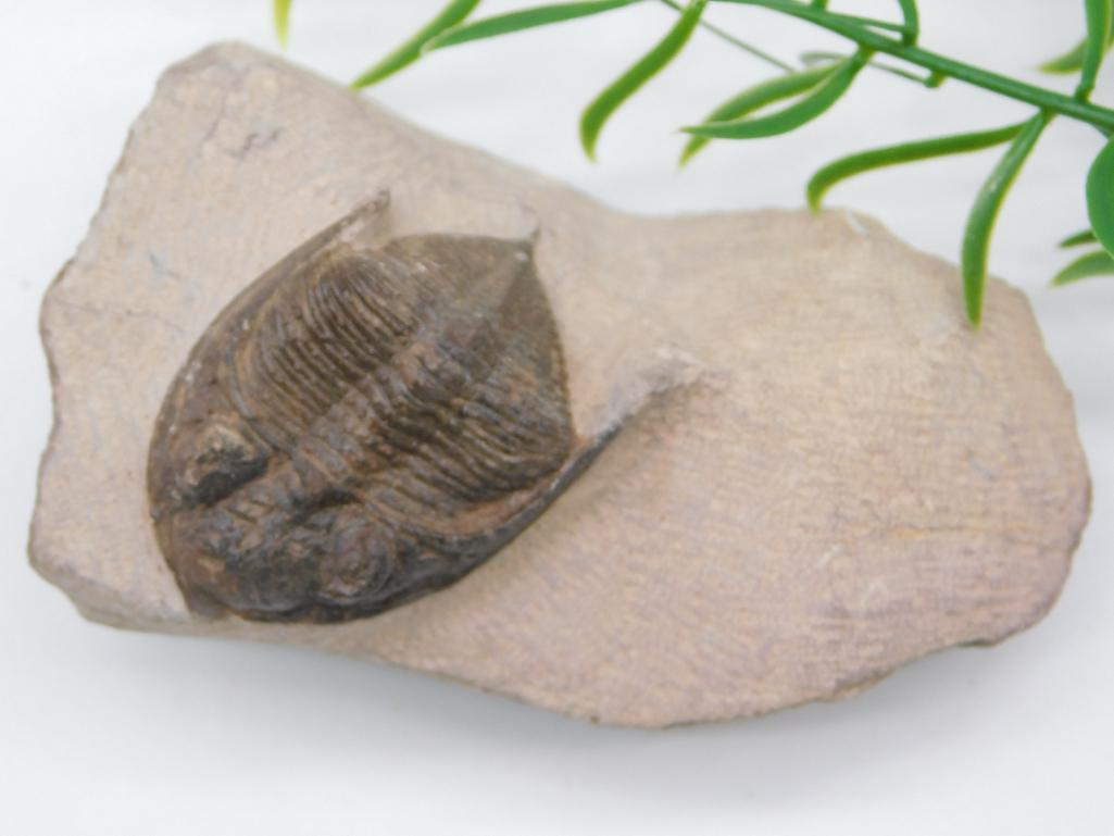 TRILOBITE FOSSIL IN MATRIX ROCK STONE LAPIDARY SPECIMEN (1 of 2)