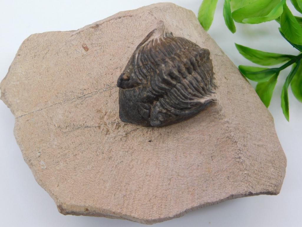 TRILOBITE FOSSIL IN MATRIX ROCK STONE LAPIDARY SPECIMEN (1 of 2)